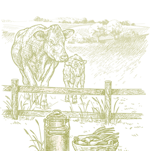 Kresba s příchutí SMETANA S CIBULKOU